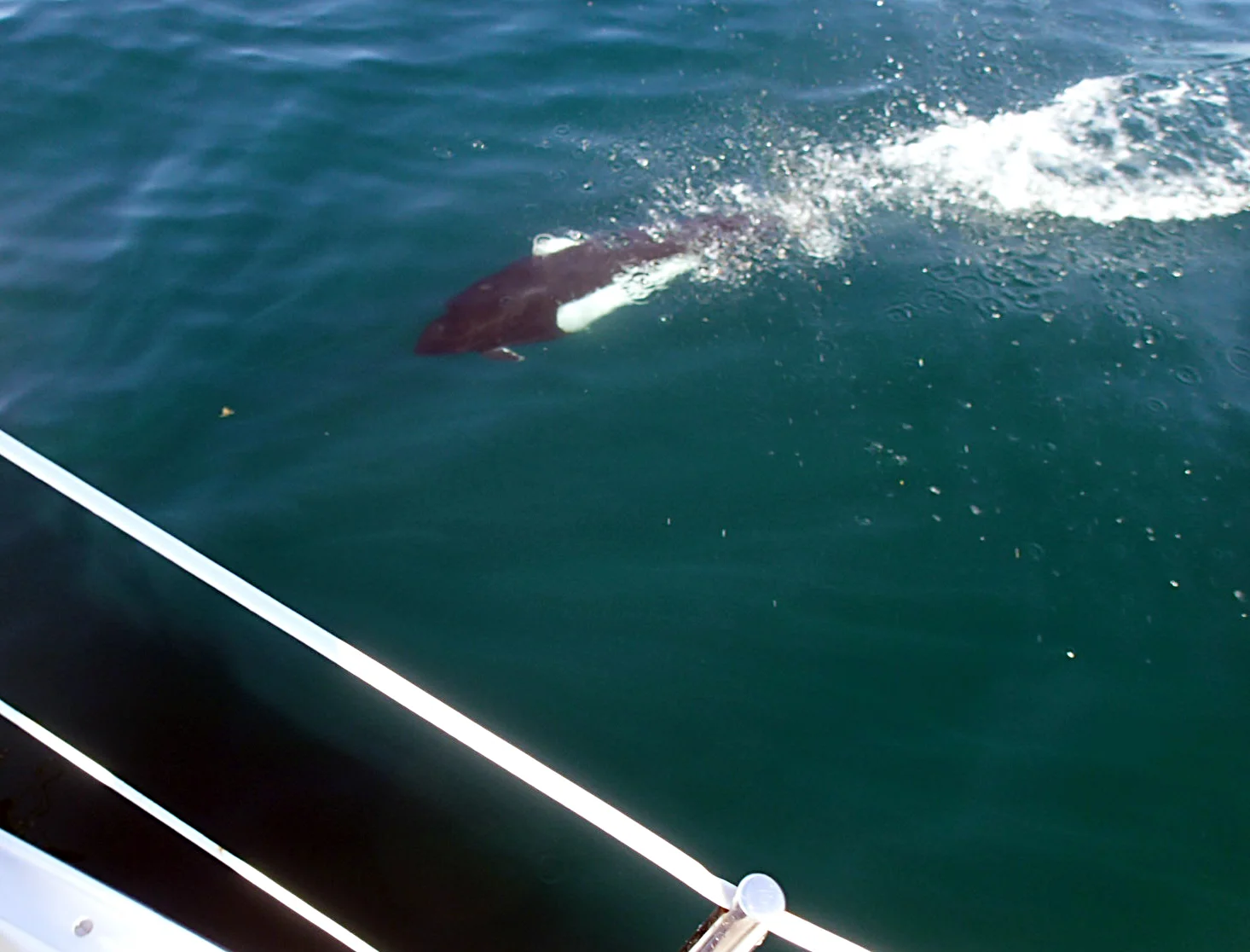 Dall's porpoise swimming alongside the boat